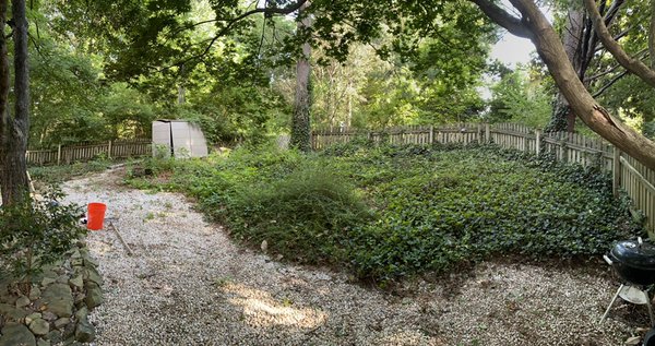 Ivy , Vine and Shed removal. - This project was a Ivy and Vine removal. Ivy , Vine and Shed removal. - This project was a Ivy and Vine removal.