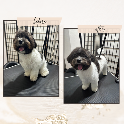 Professional pet grooming - Professional pet grooming CAT&DOG Professional pet grooming - Professional pet grooming CAT&DOG