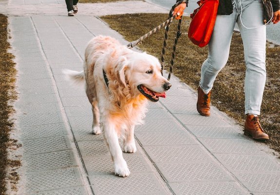 Dog Walking - Looking for a way to make sure your dog is getting enough exercise? Book now with the best local dog walker prices near you and have peace of mind knowing that your pup is being taken care of. Our experienced dog walkers will make sure your dog gets the mental and physical stimulation they need, keeping them happy and healthy.