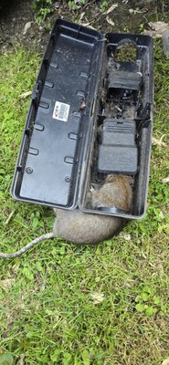 Emergency Service - Rat Problem Removed - At Prestige Pest Solutions, we're on call 24/7 – even on special days like Father's Day – to keep your family safe from unwanted intruders. We rushed to an emergency call from a local dad in Rochester whose backyard BBQ plans were derailed by bold rats scurrying around the fence line, gnawing on garden veggies, and nesting near the patio, turning family time into a frantic scramble.
Our rapid-response team hit the ground running with a decisive rat control mission:
1. Swift Trapping Deployment: We set up professional snap traps in high-activity zones along the fence and garden edges, baited precisely to lure and capture the pests efficiently and humanely.
2. Secure Removal and Exclusion: Once caught, we safely removed the rats and sealed off entry points like gaps in the wood and soil burrows with reinforced barriers, ensuring no more surprise visitors.
By evening, the yard was rat-free and ready for celebration, with the grateful homeowner toasting our timely save as the real MVP of the day. Holiday or not, pests don't stand a chance!
Rats ruining your day? Prestige Pest Solutions delivers emergency service when you need it most. Reach out for immediate help and a free quote! Emergency Service - Rat Problem Removed - At Prestige Pest Solutions, we're on call 24/7 – even on special days like Father's Day – to keep your family safe from unwanted intruders. We rushed to an emergency call from a local dad in Rochester whose backyard BBQ plans were derailed by bold rats scurrying around the fence line, gnawing on garden veggies, and nesting near the patio, turning family time into a frantic scramble.
Our rapid-response team hit the ground running with a decisive rat control mission:
1. Swift Trapping Deployment: We set up professional snap traps in high-activity zones along the fence and garden edges, baited precisely to lure and capture the pests efficiently and humanely.
2. Secure Removal and Exclusion: Once caught, we safely removed the rats and sealed off entry points like gaps in the wood and soil burrows with reinforced barriers, ensuring no more surprise visitors.
By evening, the yard was rat-free and ready for celebration, with the grateful homeowner toasting our timely save as the real MVP of the day. Holiday or not, pests don't stand a chance!
Rats ruining your day? Prestige Pest Solutions delivers emergency service when you need it most. Reach out for immediate help and a free quote!