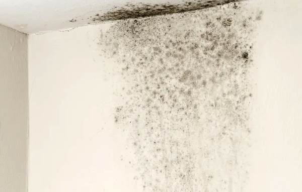 Mold Inspection & Testing - At Anderson Inspections, we understand the importance of a healthy living environment, which is why our mold snspections & testing services are designed to safeguard your well-being. Mold can lurk unseen, potentially causing health issues and structural damage. Our expert inspectors are equipped to detect even the slightest traces of mold, using advanced techniques and equipment.
Our thorough mold inspections in Orange County involve a comprehensive assessment of your property, identifying sources of moisture and potential breeding grounds for mold. If necessary, we perform precise mold testing to determine the type and concentration of mold present. With our services, you'll receive a detailed report outlining our findings and recommendations for remediation, if required.
Your health and comfort are paramount to us. Trust Anderson Inspections to provide you with accurate information about mold, ensuring a safe and sound living space for you and your loved ones. Mold Inspection & Testing - At Anderson Inspections, we understand the importance of a healthy living environment, which is why our mold snspections & testing services are designed to safeguard your well-being. Mold can lurk unseen, potentially causing health issues and structural damage. Our expert inspectors are equipped to detect even the slightest traces of mold, using advanced techniques and equipment.
Our thorough mold inspections in Orange County involve a comprehensive assessment of your property, identifying sources of moisture and potential breeding grounds for mold. If necessary, we perform precise mold testing to determine the type and concentration of mold present. With our services, you'll receive a detailed report outlining our findings and recommendations for remediation, if required.
Your health and comfort are paramount to us. Trust Anderson Inspections to provide you with accurate information about mold, ensuring a safe and sound living space for you and your loved ones.
