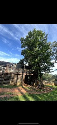Poplar removal Acworth Ga - Large tree too close to home can cause property damage and be a headache further down the road