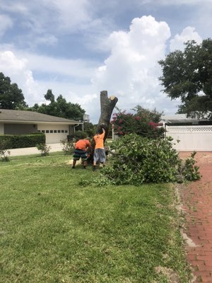 June 16th removal - This tree was damaged during one of our storms late last year (2022). We cut down and removed the tree using our new lift. Once the stump was cut close to the ground (flush) we began grinding the stump for the homeowner to complete their tree work. June 16th removal - This tree was damaged during one of our storms late last year (2022). We cut down and removed the tree using our new lift. Once the stump was cut close to the ground (flush) we began grinding the stump for the homeowner to complete their tree work.
