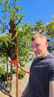 Bee Swarm in Front of Kaiser Riverside Lobby - This is the wildest bee removal of my career at Kaiser Hospital in Riverside. This swarm was massive—way bigger than your typical football-sized cluster. It filled five full bee boxes and still kept coming.

The bees were spread out from the trees all the way down to the parking structure. I had to back up my truck and turn it into a mobile hive just to contain them. But despite the chaos, the bee rescue went off without a hitch—no stings, no risk to the public.

These looked like Italian honey bees—super orange and surprisingly calm. With a little smoke and repellent, they followed the queen right into the boxes like pros. Definitely a record-breaking swarm for me, and I’m proud of how smoothly and safely it all went down.

If you need bee removal or live bee rescue in Riverside or anywhere in Southern California, give me a call at 626-487-6052. I specialize in safe, eco-friendly removals—even when the swarm is next-level.