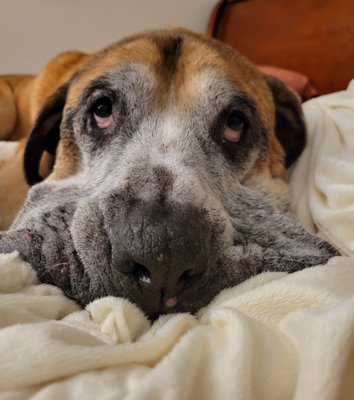 All Ages. All shapes. All sizes! - Dave the Great Dane is nine years old, weighs almost 150lbs and lives in the inner city! He is by far the biggest 'client' of Auntie's. Espe All Ages. All shapes. All sizes! - Dave the Great Dane is nine years old, weighs almost 150lbs and lives in the inner city! He is by far the biggest 'client' of Auntie's. Espe
