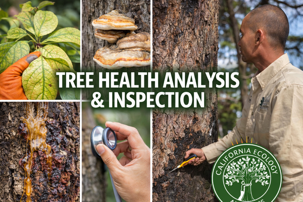 Tree Health Analysis CALIFORNIA ECOLOGY ARBORISTS - Updated July 2026 - 12 Photos & 28 ...