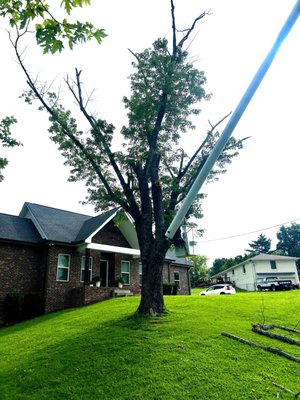 Maple Tree Removal, Hendersonville, TN - This customer had some concerns about this tree in his front yard, it was losing branches and limbs and just did not look healthy.  We were hired to completely remove the tree including the stump.  This job took us about 3 hours from start to finish.  We cut down the tree, chipped up all the brush and hauled away all the larger wood pieces.  We then ground out the stump and cleaned up the yard real good.  The customer was happy and my employees got the rest of the day off.