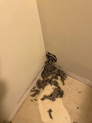 Dryer Vent Cleaning - Safe time and money by cleaning your dryer vent at least once a year.
Prevent a fire clean your dryer duct.
Service takes aprox 45 minutes Dryer Vent Cleaning - Safe time and money by cleaning your dryer vent at least once a year.
Prevent a fire clean your dryer duct.
Service takes aprox 45 minutes