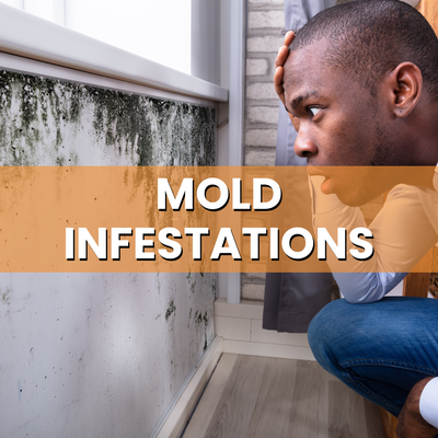 Dealing with Mold? We Can Help! - We provide representation in lawsuits on behalf of tenants who have been forced out of their rent-controlled homes due to mold. Mold infestations can have serious consequences for tenants. Dealing with Mold? We Can Help! - We provide representation in lawsuits on behalf of tenants who have been forced out of their rent-controlled homes due to mold. Mold infestations can have serious consequences for tenants.
