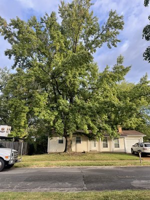 Sweetgum Removal - This large Sweetgum had become a hazard to the house due to its size and weight. It was also starting to heave the driveway with its root system. Sweetgum Removal - This large Sweetgum had become a hazard to the house due to its size and weight. It was also starting to heave the driveway with its root system.