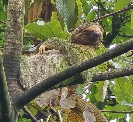 Exotic Costa Rica - Our client's touched down in San José and zipped to La Fortuna—hiked to La Fortuna Waterfall for a refreshing plunge, then soaked in Arenal's steamy hot springs under the volcano's glow. Epic start!
Cloud forest vibes in Monteverde: zip-lining through misty canopies at 500 feet up, spotting quetzals and orchids on hanging bridges. Adrenaline rush!
Down to Manuel Antonio National Park on the Pacific—white-sand beaches, monkey troops raiding picnics, and sloth-spotting hikes. Snorkeled with rays at sunset.
Tacked on a Tortuguero canal boat tour for turtle nesting and bioluminescent night swims. Pura vida overload!
Quick Tips for Travel in Costa Rica
Best Time of Year
Dry season (Dec-Apr) delivers nonstop sun for beaches and hikes, but it's peak crowds and prices. Green season (May-Nov) is budget-friendly with vibrant rainforests and fewer tourists; November's milder rains make it ideal for first-timers seeking deals without October's downpours.
Getting Around
Buses are cheap and reliable ($2-20/trip)—grab schedules from the tourism board. Shuttles ($50+) or 4x4 rentals ($30-45/day) offer flexibility for rugged roads; use Waze for traffic, drive defensively, and skip nights (dark by 6 PM). Domestic flights bridge long hauls like San José to Guanacaste.
Budget
$50/day backpacker (hostels, street eats, buses); $135 mid-range (Airbnbs, sodas, tours); $250 luxury (hotels, excursions). USD rules tourist spots—meals $5-10, lodging $15-125. Green season slashes 20-50% off; tip 10% extra for guides.
Safety and Prep
Safest in Central America, but watch petty theft—secure bags, use hotel safes, official taxis. Vaccines: Hep A/B, tetanus (yellow fever if from risk countries). Dengue alert: repellent essential. Travel insurance covers adventures; pack rain poncho, layers, sturdy shoes, and reusable bottle (tap water mostly safe). Dial 911 for emergencies.
Your Turn - what’s calling you? Exotic Costa Rica - Our client's touched down in San José and zipped to La Fortuna—hiked to La Fortuna Waterfall for a refreshing plunge, then soaked in Arenal's steamy hot springs under the volcano's glow. Epic start!
Cloud forest vibes in Monteverde: zip-lining through misty canopies at 500 feet up, spotting quetzals and orchids on hanging bridges. Adrenaline rush!
Down to Manuel Antonio National Park on the Pacific—white-sand beaches, monkey troops raiding picnics, and sloth-spotting hikes. Snorkeled with rays at sunset.
Tacked on a Tortuguero canal boat tour for turtle nesting and bioluminescent night swims. Pura vida overload!
Quick Tips for Travel in Costa Rica
Best Time of Year
Dry season (Dec-Apr) delivers nonstop sun for beaches and hikes, but it's peak crowds and prices. Green season (May-Nov) is budget-friendly with vibrant rainforests and fewer tourists; November's milder rains make it ideal for first-timers seeking deals without October's downpours.
Getting Around
Buses are cheap and reliable ($2-20/trip)—grab schedules from the tourism board. Shuttles ($50+) or 4x4 rentals ($30-45/day) offer flexibility for rugged roads; use Waze for traffic, drive defensively, and skip nights (dark by 6 PM). Domestic flights bridge long hauls like San José to Guanacaste.
Budget
$50/day backpacker (hostels, street eats, buses); $135 mid-range (Airbnbs, sodas, tours); $250 luxury (hotels, excursions). USD rules tourist spots—meals $5-10, lodging $15-125. Green season slashes 20-50% off; tip 10% extra for guides.
Safety and Prep
Safest in Central America, but watch petty theft—secure bags, use hotel safes, official taxis. Vaccines: Hep A/B, tetanus (yellow fever if from risk countries). Dengue alert: repellent essential. Travel insurance covers adventures; pack rain poncho, layers, sturdy shoes, and reusable bottle (tap water mostly safe). Dial 911 for emergencies.
Your Turn - what’s calling you?