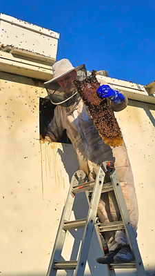Giant Beehive Removal from Wall - This commercial property in Sierra Madre California had 2 massive beehives in their wall which was on the roof access side. The honeycomb was massive and work took longer then expected. We removed over 400lbs of Honey and relocated to a beekeeper. Bee Rescue was a success!