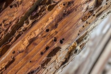 Home Termite Inspections are IMPORTANT call today! - Residential Termite Control is a barrier treatment designed to prevent termites from entering the structure. Give us a call to schedule your inspection today. Home Termite Inspections are IMPORTANT call today! - Residential Termite Control is a barrier treatment designed to prevent termites from entering the structure. Give us a call to schedule your inspection today.