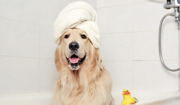 Bathing & Grooming - A clean, well-groomed dog is a HAPPY dog!  We offer basic bathing or more extensive grooming for our dog friends.  Professional grooming is performed by a gentle and experienced groomer.  Contact us for pricing and to schedule an appointment.