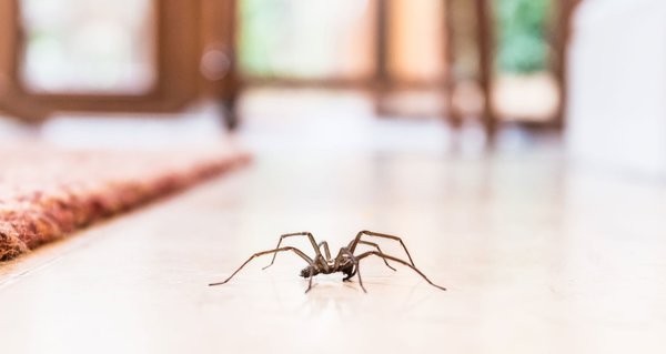 Spider Extermination - We offer solutions to your problems all in-house. Same day scheduling available. Spider Extermination - We offer solutions to your problems all in-house. Same day scheduling available.