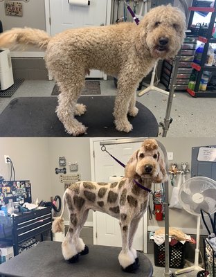 Pet-safe color work - Pet-safe color work Pet-safe color work - Pet-safe color work