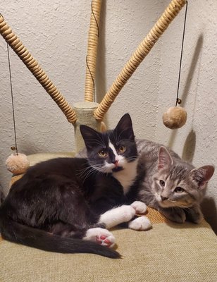 Pet Sitting - Cats - Pictures of my clients beloved companions!
All images are posted with express permission from the client. Pet Sitting - Cats - Pictures of my clients beloved companions!
All images are posted with express permission from the client.