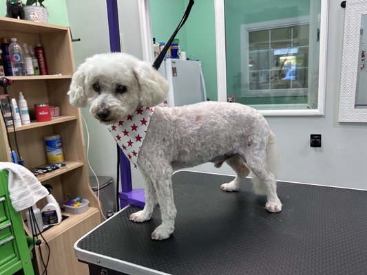 Poodle Grooms - Spike and Bibi are two of Doggy Balboa's favorite clients. Spike is a senior so we provide a calm, quiet setting for him, and Desiree's gentle touch is just what older dogs need! Poodle Grooms - Spike and Bibi are two of Doggy Balboa's favorite clients. Spike is a senior so we provide a calm, quiet setting for him, and Desiree's gentle touch is just what older dogs need!
