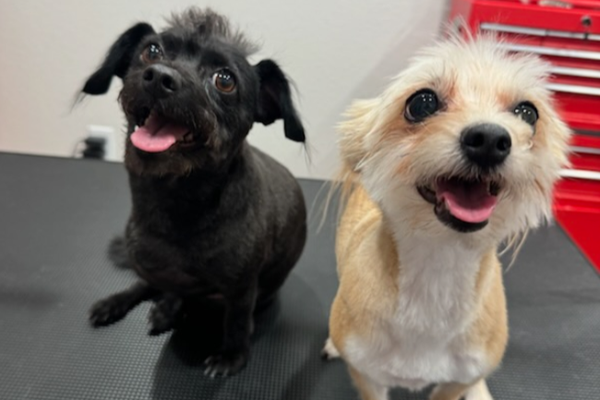 Grooming - Our skilled in house bathers specialize in providing essential care through gentle baths and simple grooming techniques.
Treat your canine companion to a spa-like experience that focuses on cleanliness and comfort.
Whether your dog needs a refreshing bath, nail trimming, or a light brush, our dedicated team is here to ensure they leave feeling rejuvenated and looking their best. We prioritize simplicity without compromising quality, making a stress-free and enjoyable experience for both you and your beloved pet. Grooming - Our skilled in house bathers specialize in providing essential care through gentle baths and simple grooming techniques.
Treat your canine companion to a spa-like experience that focuses on cleanliness and comfort.
Whether your dog needs a refreshing bath, nail trimming, or a light brush, our dedicated team is here to ensure they leave feeling rejuvenated and looking their best. We prioritize simplicity without compromising quality, making a stress-free and enjoyable experience for both you and your beloved pet.