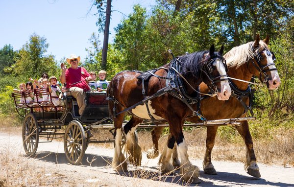Horse-Drawn Wagon Rides - Horse-Drawn Wagon Rides are one of the campers' favorite activities at Camp Adventurewood, and horses have been a part of the camp's history since its inaugural season in 1947. The shaded pathways of the lower Arroyo Seco afford a scenic and safe location for our horse trails. Our horses are carefully selected, good-natured, and are accustomed to being around children. And our Wagonette is stylized in a way to reflect the horse-drawn wagons of the late-1880s ... so let the adventure begin!