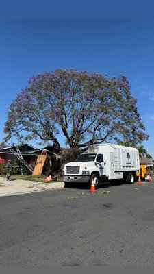 Natural Tree Trimming our specialty - We take our time with all of our work because we care about the outcome and your satisfaction