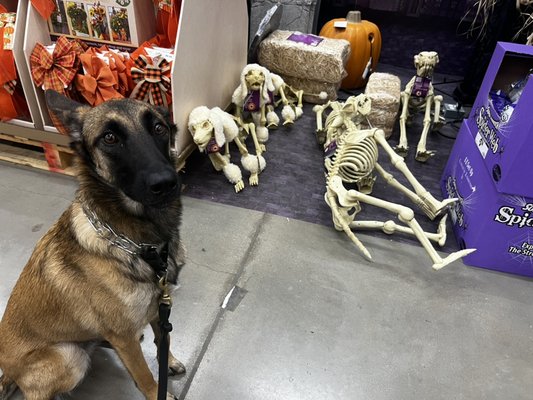 Daisy the Malinois 2022 - Daisy did a three week board and train to socialize to people. She was essentially a COVID puppy with an injured owner, but she was acquired to be a service dog. We took the time to reteach her that people are fun!