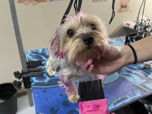 Pet hair colouring - Our safe and vibrant color options allow you to express your pet's personality or celebrate special occasions with a pop of color. Whether it's a bold statement or a subtle accent, let your pet's unique spirit shine through with our creative hair coloring options.