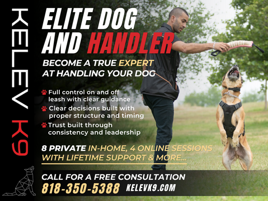 Elite Dog & Handler - Elite Dog and Handler is our most thorough private lesson program, and it is built for a specific kind of owner. Someone who doesn't just want their dog to behave, but wants to understand why their dog behaves the way they do. Someone who wants to feel genuinely confident handling their dog anywhere, at home, in public, around distractions, and around other dogs.

Eight sessions of hands-on coaching built entirely around you and your dog. By the end you won't feel like you are managing your dog anymore. You will feel like a team.

Great for reactivity, anxiety, or more serious behavior challenges, owners who want real handling skills and not just quick fixes, dogs that need more time and consistency to see lasting change, and anyone who wants to go further than basic obedience.

Includes 8 private in-home lessons, 4 online coaching sessions, and lifetime support with calls, texts, and video analysis for as long as you need it.

Call us to talk about what your dog needs. (818) 350-5388