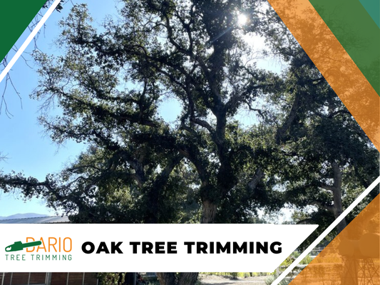 Oak Tree Trimming Services - At Dario Tree Trimming, we specialize in the art and science of oak tree trimming. With years of experience and a deep understanding of arboriculture, our skilled team is dedicated to enhancing the beauty, health, and safety of your oak trees. We carefully trim and shape oak trees to maintain their natural beauty while promoting healthy growth. Our techniques are designed to prevent disease and improve air circulation.
Ready to give your oak trees the care they deserve? Don’t wait! Contact Dario Tree Trimming today for a consultation! Oak Tree Trimming Services - At Dario Tree Trimming, we specialize in the art and science of oak tree trimming. With years of experience and a deep understanding of arboriculture, our skilled team is dedicated to enhancing the beauty, health, and safety of your oak trees. We carefully trim and shape oak trees to maintain their natural beauty while promoting healthy growth. Our techniques are designed to prevent disease and improve air circulation.
Ready to give your oak trees the care they deserve? Don’t wait! Contact Dario Tree Trimming today for a consultation!