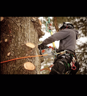 Tree Service - Your trees and plants are in good hands with our Certified Arborist and knowledgeable team of experts Tree Service - Your trees and plants are in good hands with our Certified Arborist and knowledgeable team of experts