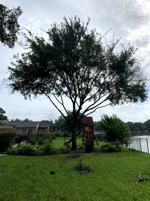 Tree Trimming - Tree trimming in Sugar Land Houston Tx