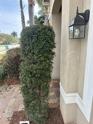Bushes transformations - Esa transformación se le hizo a un árbol de puerta transformado en escalas Bushes transformations - Esa transformación se le hizo a un árbol de puerta transformado en escalas