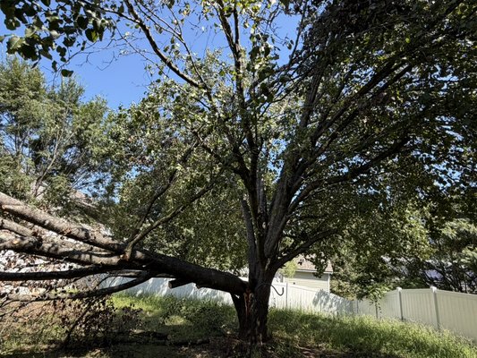 Emergency Tree Removal - We got called do Emergency Tree Removal and Charlotte NC stay posted for progress pictures Emergency Tree Removal - We got called do Emergency Tree Removal and Charlotte NC stay posted for progress pictures