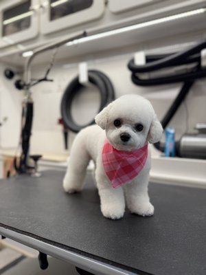 Nari - Nari - Bichon Frise - She gets our Haute Dog Deluxe Cut which is a custom full body groom done by our Master Groomer Roberto Hans. Nari - Nari - Bichon Frise - She gets our Haute Dog Deluxe Cut which is a custom full body groom done by our Master Groomer Roberto Hans.