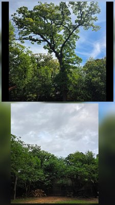 large Oak removal - Encore had stripped a portion of the canopy to make clearance for power lines. eventually the tree became diseased and decayed and the tree must be taken down