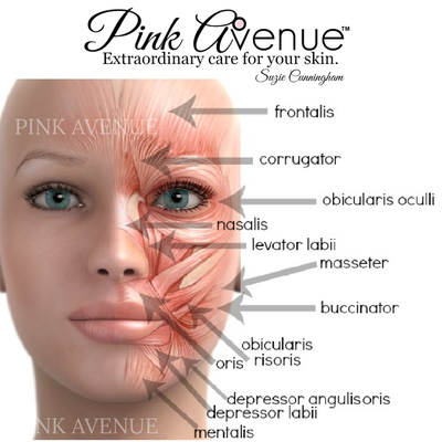Pink Avenue Microcurrent/LED Facials - Since 1986, microcurrent facials with LED light therapy by LIghtStim Pro has been the cornerstone of my facial practise. Excellent for all skin types, microcurrent boosts skin ATP, and with my method, lifts, firms and renews the contours of the face, neck and eye. This is a microcurrent facial that cant be duplicated at home. Let’s talk about your face and experience the non invasive, needle free facial you have been searching for! Suzie Cunningham Pink Avenue Microcurrent/LED Facials - Since 1986, microcurrent facials with LED light therapy by LIghtStim Pro has been the cornerstone of my facial practise. Excellent for all skin types, microcurrent boosts skin ATP, and with my method, lifts, firms and renews the contours of the face, neck and eye. This is a microcurrent facial that cant be duplicated at home. Let’s talk about your face and experience the non invasive, needle free facial you have been searching for! Suzie Cunningham