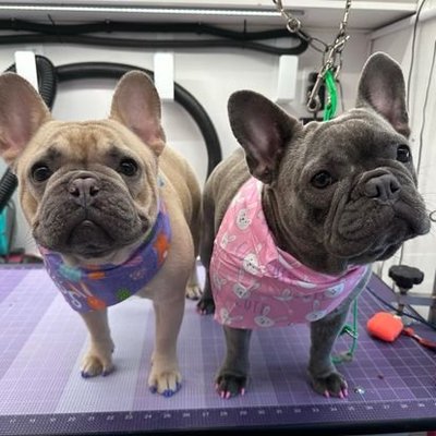 Small Furry Friends - From Haircuts, to nail trimming. We offer the full detailing services including Full baths, anal gland cleaning and ear cleaning services. Now service the Greater Boone, NC area. Call or message us today to schedule appointment! Small Furry Friends - From Haircuts, to nail trimming. We offer the full detailing services including Full baths, anal gland cleaning and ear cleaning services. Now service the Greater Boone, NC area. Call or message us today to schedule appointment!