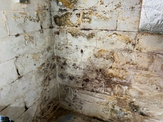 Water Damage and Mold Remediation - This was a mold remediation job, there was mold growth on the foundation wall due to water filling inside the wall from hydrostatic pressure. We treated and removed the mold, treated the walls, floor joists and sub floor using a fogger applied anti-microbials and a residual treatment. We installed pressure relief weep holes in the foundation, removed broken mortar joints in the foundation wall and re-pointed them. The step leading to the main basement was had a 10" riser, so we reconfigured it to have an 8" riser. The we poured 4" of concrete. Water Damage and Mold Remediation - This was a mold remediation job, there was mold growth on the foundation wall due to water filling inside the wall from hydrostatic pressure. We treated and removed the mold, treated the walls, floor joists and sub floor using a fogger applied anti-microbials and a residual treatment. We installed pressure relief weep holes in the foundation, removed broken mortar joints in the foundation wall and re-pointed them. The step leading to the main basement was had a 10" riser, so we reconfigured it to have an 8" riser. The we poured 4" of concrete.