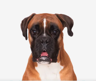 Training with Dog Whisperette - Watch Parkers before and after on Facebook Dog Whisperette Training with Dog Whisperette - Watch Parkers before and after on Facebook Dog Whisperette