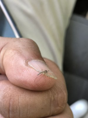 Mosquito Control Treatment - Are mosquitoes making it impossible to enjoy your yard? Do you worry about the possibility of someone getting sick from a mosquito-borne illness? Vision Termite & Pest Control provides effective mosquito control treatment in North Hollywood and Burbank. Our trained technicians provide a thorough inspection of your property to identify breeding sites and apply effective mosquito treatment that works fast and keeps working for weeks. Our services are always customized to your unique pest control needs.
Get started by calling (818) 714-7741 to schedule mosquito control service. Mosquito Control Treatment - Are mosquitoes making it impossible to enjoy your yard? Do you worry about the possibility of someone getting sick from a mosquito-borne illness? Vision Termite & Pest Control provides effective mosquito control treatment in North Hollywood and Burbank. Our trained technicians provide a thorough inspection of your property to identify breeding sites and apply effective mosquito treatment that works fast and keeps working for weeks. Our services are always customized to your unique pest control needs.
Get started by calling (818) 714-7741 to schedule mosquito control service.