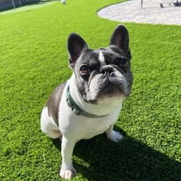 Pet Friendly Turf - Big Bully Turf’s pet-friendly artificial grass is expertly designed for Tucson homeowners seeking a clean, durable, and safe outdoor space for their pets. This synthetic turf features advanced antimicrobial and odor-control technology that reduces pet smells by up to 99%, keeping yards fresh and hygienic. Its breathable, rapid-drainage backing prevents muddy spots and stains, ensuring a mud-free environment even with heavy pet activity. Soft yet tough fibers provide a comfortable surface for pets to play and rest on, while resisting wear and tear. The turf’s UV resistance maintains vibrant green color under Tucson’s intense sun, and its low-maintenance design eliminates the need for watering, mowing, or chemicals. Big Bully Turf’s pet turf solution offers durable, odor-free, and visually appealing lawns that enhance outdoor living while simplifying maintenance for pet owners in Tucson’s desert climate. Pet Friendly Turf - Big Bully Turf’s pet-friendly artificial grass is expertly designed for Tucson homeowners seeking a clean, durable, and safe outdoor space for their pets. This synthetic turf features advanced antimicrobial and odor-control technology that reduces pet smells by up to 99%, keeping yards fresh and hygienic. Its breathable, rapid-drainage backing prevents muddy spots and stains, ensuring a mud-free environment even with heavy pet activity. Soft yet tough fibers provide a comfortable surface for pets to play and rest on, while resisting wear and tear. The turf’s UV resistance maintains vibrant green color under Tucson’s intense sun, and its low-maintenance design eliminates the need for watering, mowing, or chemicals. Big Bully Turf’s pet turf solution offers durable, odor-free, and visually appealing lawns that enhance outdoor living while simplifying maintenance for pet owners in Tucson’s desert climate.