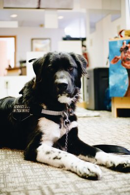 Emotional Support Animal Recommendations - An emotional support animal (ESA) is a pet that provides comfort and companionship to individuals suffering from mental health conditions such as anxiety, depression, or post-traumatic stress disorder (PTSD). Unlike service animals, ESAs do not require specific training to perform tasks but instead offer therapeutic benefits through their presence and the emotional bond they share with their owners. Our medical providers at Restorative Health are able to prescribe an ESA to qualified patients, with the goal of enhancing their emotional well-being and improving their overall quality of life. 

Cost: $75

Call or text us at 385-449-0565 to get scheduled today!