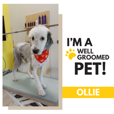 Well Groomed Pet Pics - Ollie the Sheepadoodle is sleek and cool for the summer! Well Groomed Pet Pics - Ollie the Sheepadoodle is sleek and cool for the summer!