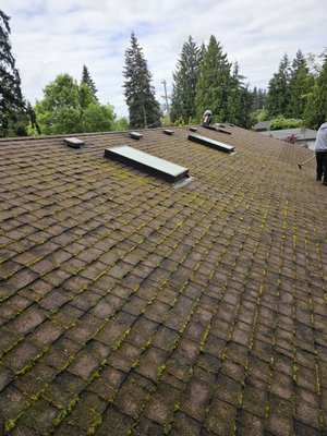 Roof Moss Removal - -Remove the largest pieces of moss by using stiff brushes, moving in a downward motion, careful not to lift the shingles or take too much granule.
-Remove as much moss, pine needles and debris as possible without over-scrubbing the roof and causing damage to the granule.
-Blow the roof off. Clean out the inside of the gutters and check the down spouts to be certain they are running freely (unless you have gutter guards.) Re-attach any gutter coming loose.
-Clean up the debris around the home and property. Put down a zinc sulfate chemical treatment. It is a white, powdery substance that looks a little like snow. It will stick to the roof surface. Once it rains, it will dissolve, changing the pH level of the roof and killing off any smaller pieces of moss left behind and prevent the rapid re-growth.
-Includes labor, materials, and waste disposal if required.
-Skylight and exterior window cleaning, as well as stain removal from the face / front of gutters can be added if requested at additional cost. Roof Moss Removal - -Remove the largest pieces of moss by using stiff brushes, moving in a downward motion, careful not to lift the shingles or take too much granule.
-Remove as much moss, pine needles and debris as possible without over-scrubbing the roof and causing damage to the granule.
-Blow the roof off. Clean out the inside of the gutters and check the down spouts to be certain they are running freely (unless you have gutter guards.) Re-attach any gutter coming loose.
-Clean up the debris around the home and property. Put down a zinc sulfate chemical treatment. It is a white, powdery substance that looks a little like snow. It will stick to the roof surface. Once it rains, it will dissolve, changing the pH level of the roof and killing off any smaller pieces of moss left behind and prevent the rapid re-growth.
-Includes labor, materials, and waste disposal if required.
-Skylight and exterior window cleaning, as well as stain removal from the face / front of gutters can be added if requested at additional cost.