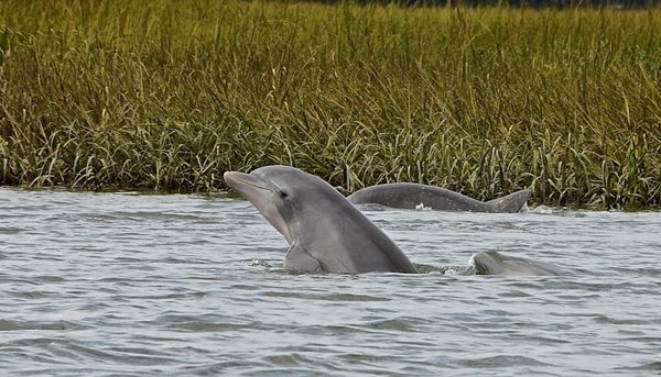 Dolphin Eco Tour - It's no wonder this is our Most Popular tour!
Explore the marsh and search for the infamous Atlantic Bottlenose Dolphins...Hilton Head Atlantic Bottlenose Dolphins are a must see! Explore Broad Creek, venture through the tidal marsh system, and learn about the island’s history. Join us for a tour on Broad Creek watching for birds and dolphins in the salt marsh ecosystem. Along the way your interpretive naturalist captain will entertain your group with information and stories of the Lowcountry. Dolphin Eco Tour - It's no wonder this is our Most Popular tour!
Explore the marsh and search for the infamous Atlantic Bottlenose Dolphins...Hilton Head Atlantic Bottlenose Dolphins are a must see! Explore Broad Creek, venture through the tidal marsh system, and learn about the island’s history. Join us for a tour on Broad Creek watching for birds and dolphins in the salt marsh ecosystem. Along the way your interpretive naturalist captain will entertain your group with information and stories of the Lowcountry.