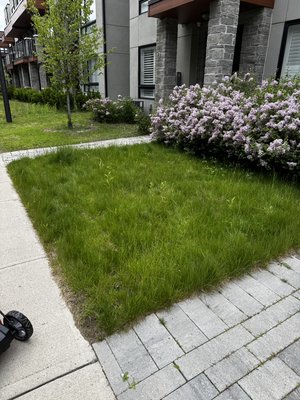 Lawn mowing and clearing pathway - A customer was dealing with overgrown weeds and unwanted flowers around the entrance of their property. We began by trimming and removing all excess growth to restore a clean, tidy look to the entryway. Next, we mowed the entire lawn, ensuring an even and well-groomed finish. We also edged along the sidewalks and borders to sharpen the overall appearance. To support long-term health and growth, we applied a high-quality fertilizer across the lawn, leaving the property looking neat, vibrant, and refreshed. Lawn mowing and clearing pathway - A customer was dealing with overgrown weeds and unwanted flowers around the entrance of their property. We began by trimming and removing all excess growth to restore a clean, tidy look to the entryway. Next, we mowed the entire lawn, ensuring an even and well-groomed finish. We also edged along the sidewalks and borders to sharpen the overall appearance. To support long-term health and growth, we applied a high-quality fertilizer across the lawn, leaving the property looking neat, vibrant, and refreshed.