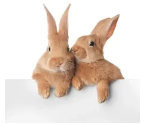 Book a Stay - Book a stay for your bunny, guinea pig, or other small pet.
https://binkysbunnyboarding.com/book-a-stay/ Book a Stay - Book a stay for your bunny, guinea pig, or other small pet.
https://binkysbunnyboarding.com/book-a-stay/