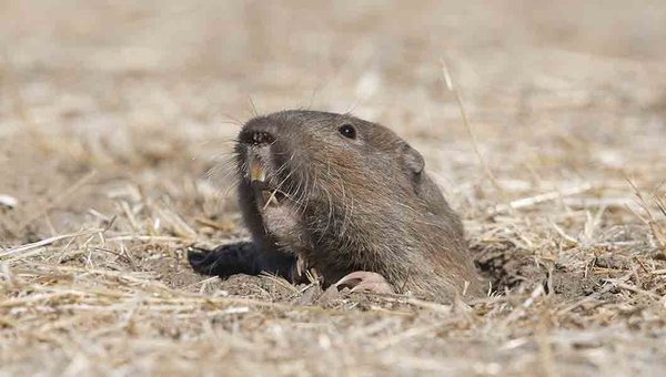 Gophers in Temecula Valley - This gopher was eating a yard in Temecula and two days later we caught him and his friends. Gophers in Temecula Valley - This gopher was eating a yard in Temecula and two days later we caught him and his friends.