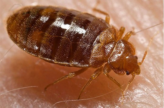 Bed Bugs Control - At Simple Pest, we customize every bed bug control plan to fit your property, your family, and the way you live. Bed bugs are one of the most stressful and disruptive infestations any property can face, hitchhiking their way in through luggage, furniture, and clothing, and spreading quickly once inside. Our thorough, targeted approach tackles the infestation at every stage, giving homeowners and businesses the peace of mind they deserve.
We offer both eco-friendly organic and synthetic treatment options, so you can choose the solution that aligns with your values and your needs. Every service is built around a comprehensive interior treatment strategy targeting bed frames, mattresses, baseboards, furniture, and all harborage areas where bed bugs hide and breed. We do not stop at the surface because bed bugs do not either.
At Simple Pest, we stand behind every service with our pest free guarantee. If bed bugs return we come back until the problem is fully resolved. That is the Simple Standard and the commitment we make to every customer we serve. Bed Bugs Control - At Simple Pest, we customize every bed bug control plan to fit your property, your family, and the way you live. Bed bugs are one of the most stressful and disruptive infestations any property can face, hitchhiking their way in through luggage, furniture, and clothing, and spreading quickly once inside. Our thorough, targeted approach tackles the infestation at every stage, giving homeowners and businesses the peace of mind they deserve.
We offer both eco-friendly organic and synthetic treatment options, so you can choose the solution that aligns with your values and your needs. Every service is built around a comprehensive interior treatment strategy targeting bed frames, mattresses, baseboards, furniture, and all harborage areas where bed bugs hide and breed. We do not stop at the surface because bed bugs do not either.
At Simple Pest, we stand behind every service with our pest free guarantee. If bed bugs return we come back until the problem is fully resolved. That is the Simple Standard and the commitment we make to every customer we serve.