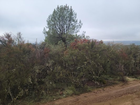Lot clearing - The best method to clear a property for wildfire perfection